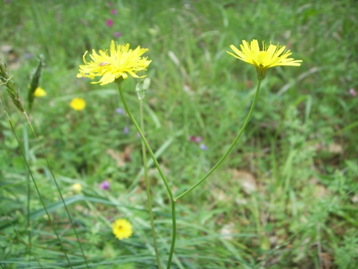 Crepis leontodontoides / Radicchiella italica